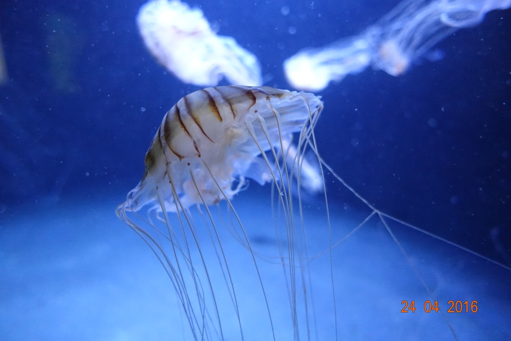 Berlin Zoo Aquarium 24.4.16