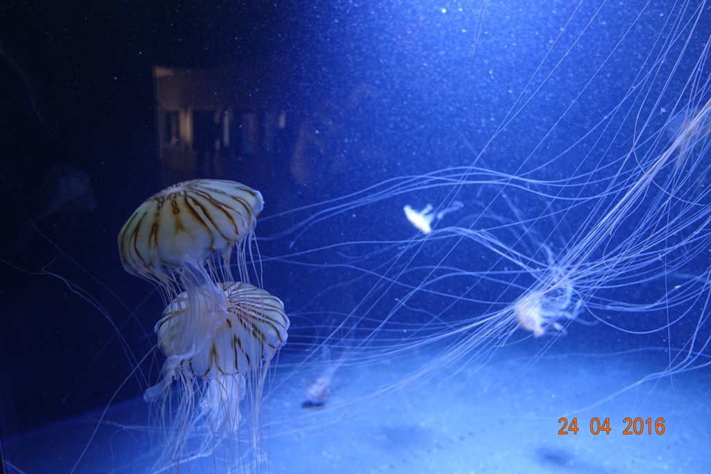 Berlin Zoo Aquarium 24.4.16