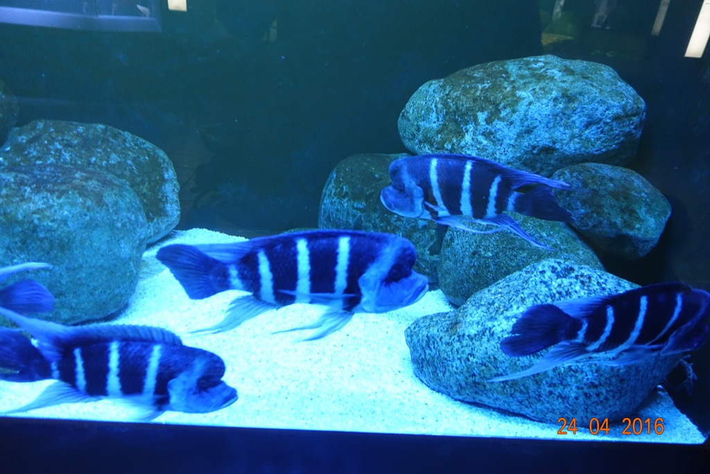 Berlin Zoo Aquarium 24.4.16