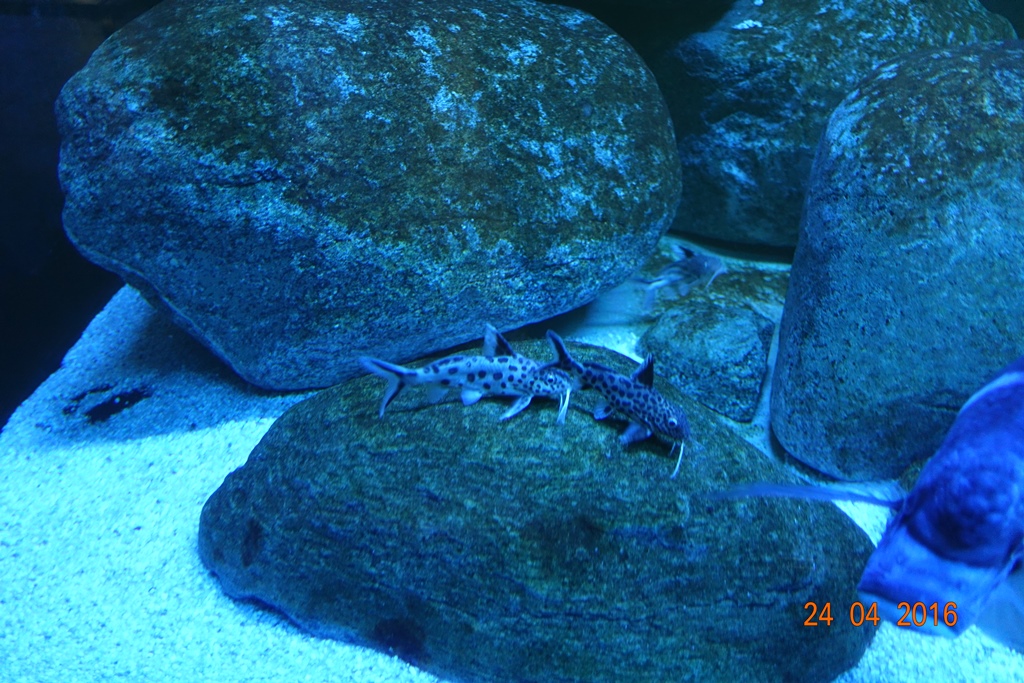 Berlin Zoo Aquarium 24.4.16