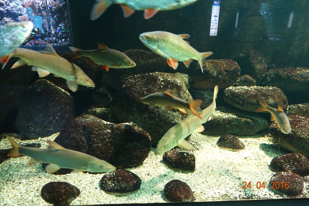 Berlin Zoo Aquarium 24.4.16