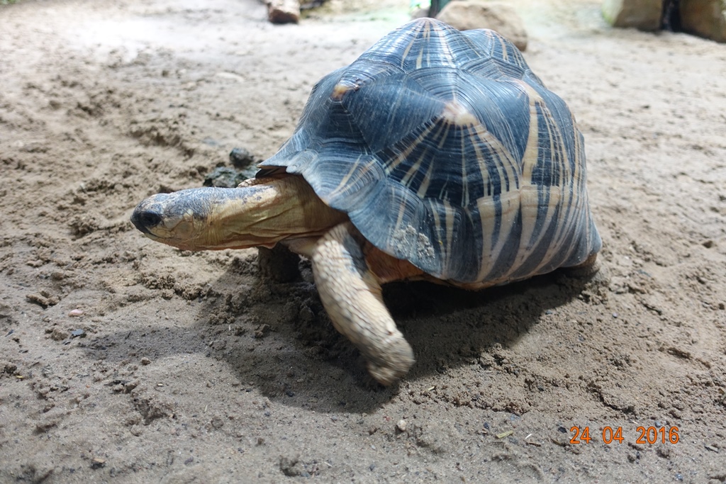 Berlin Zoo Aquarium 24.4.16