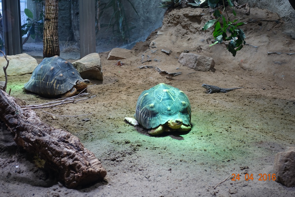 Berlin Zoo Aquarium 24.4.16