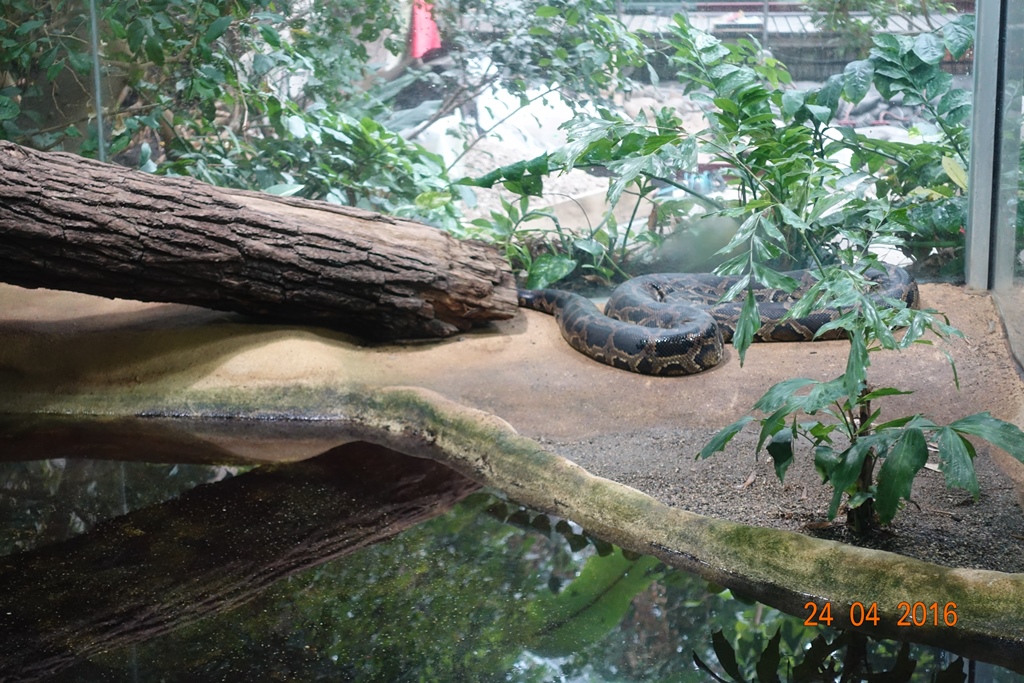 Berlin Zoo Aquarium 24.4.16