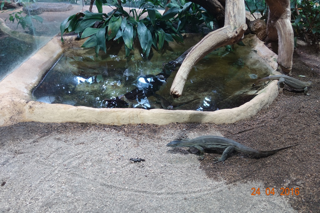 Berlin Zoo Aquarium 24.4.16