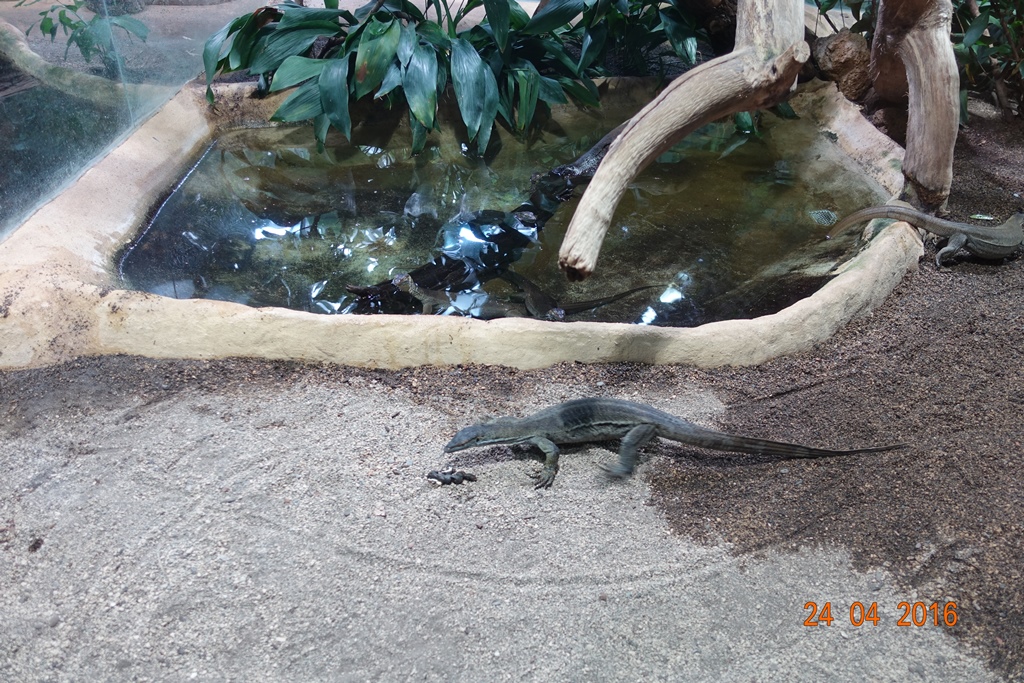 Berlin Zoo Aquarium 24.4.16
