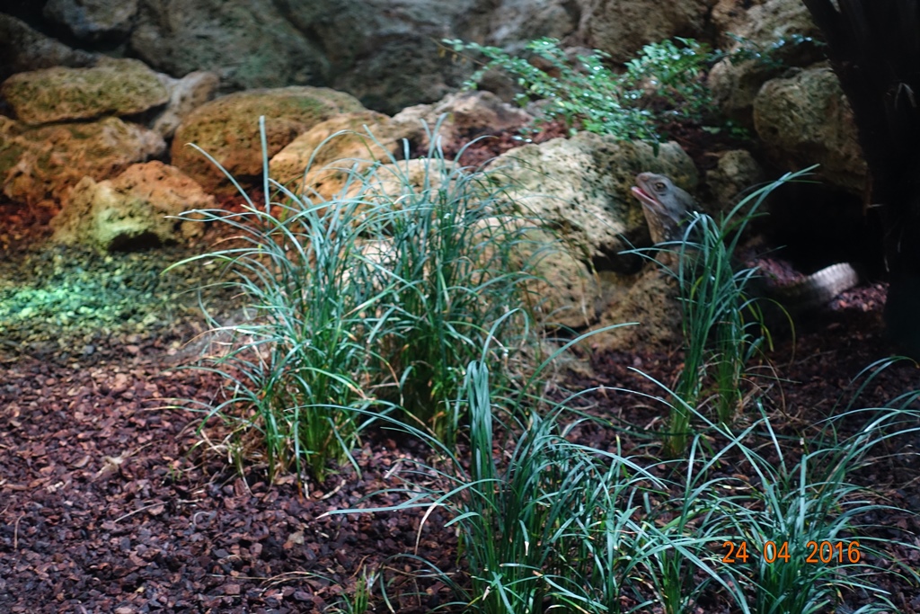 Berlin Zoo Aquarium 24.4.16