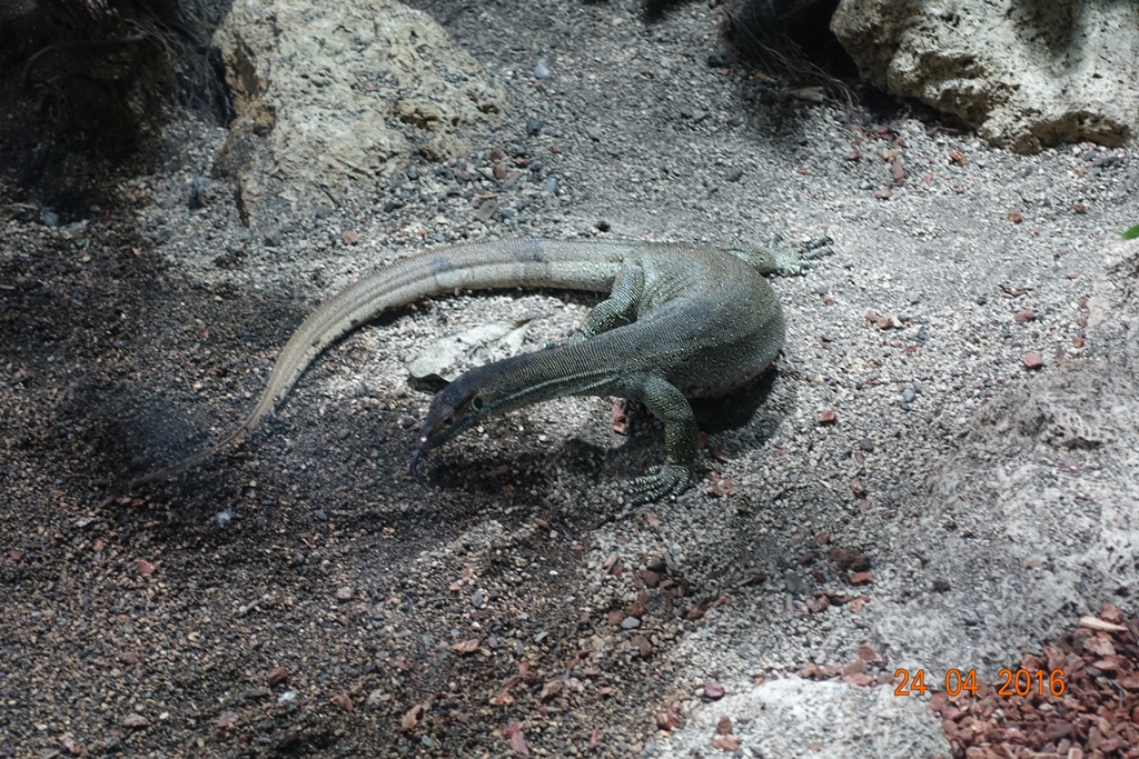 Berlin Zoo Aquarium 24.4.16