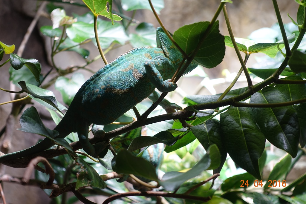 Berlin Zoo Aquarium 24.4.16