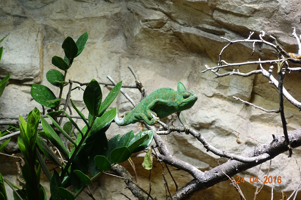 Berlin Zoo Aquarium 24.4.16