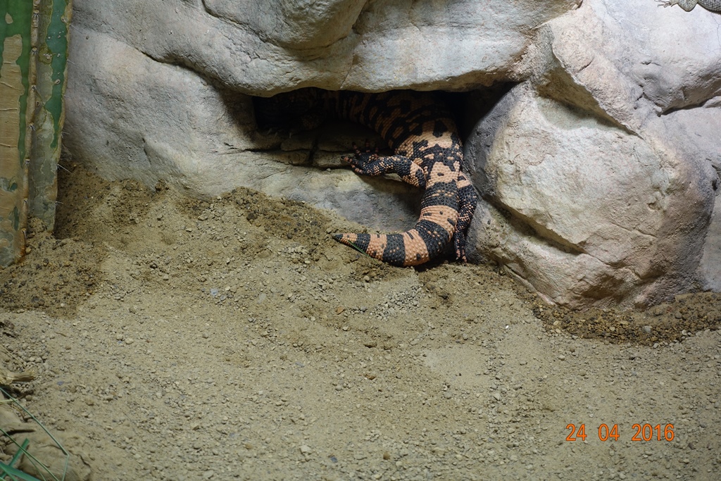 Berlin Zoo Aquarium 24.4.16