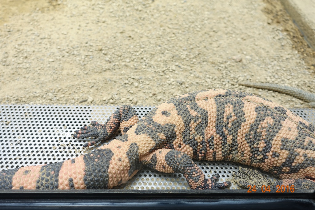Berlin Zoo Aquarium 24.4.16