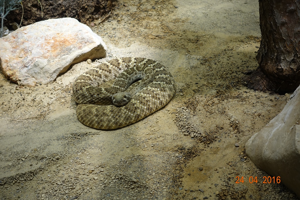 Berlin Zoo Aquarium 24.4.16