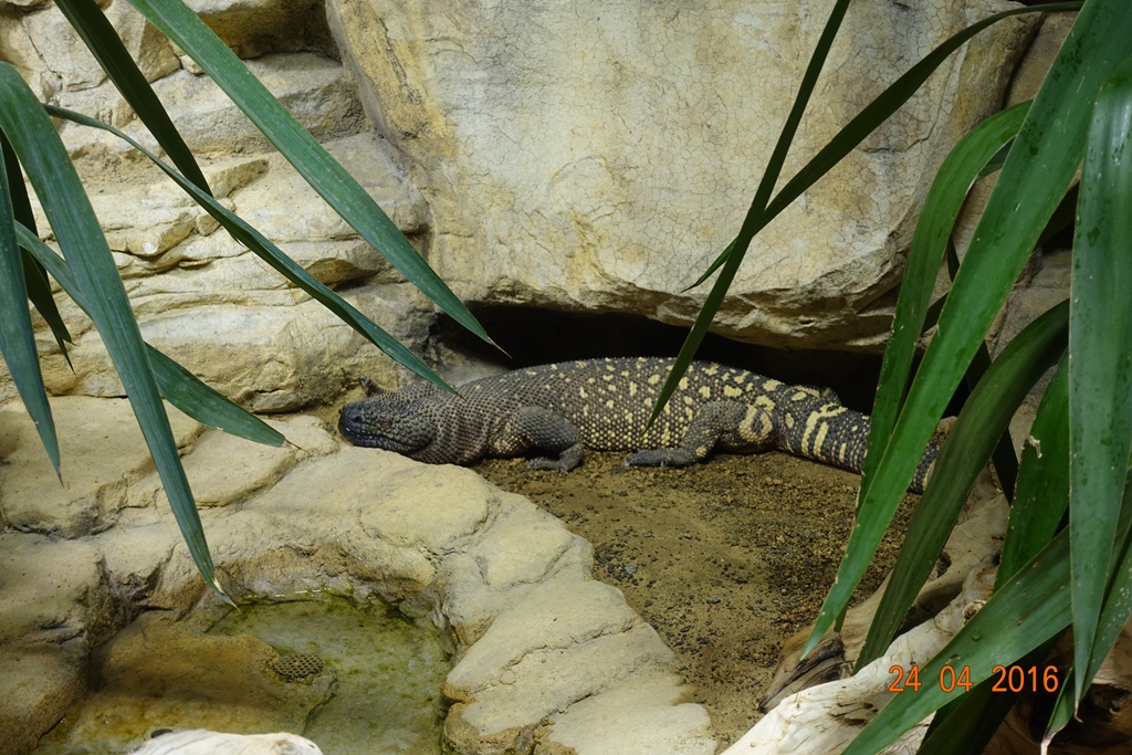 Berlin Zoo Aquarium 24.4.16