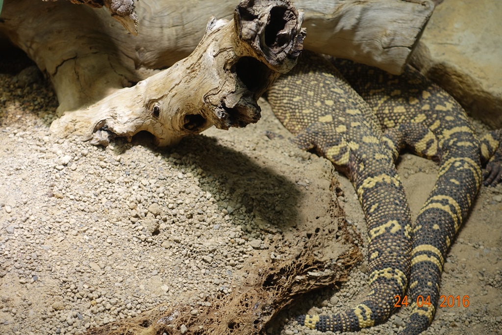 Berlin Zoo Aquarium 24.4.16