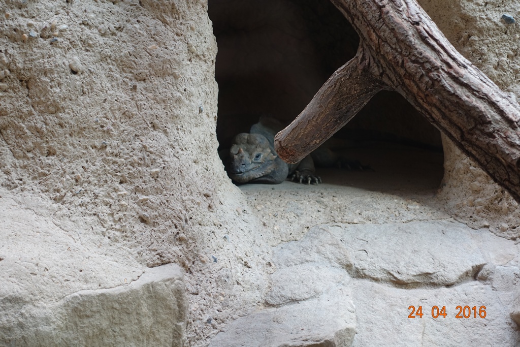 Berlin Zoo Aquarium 24.4.16