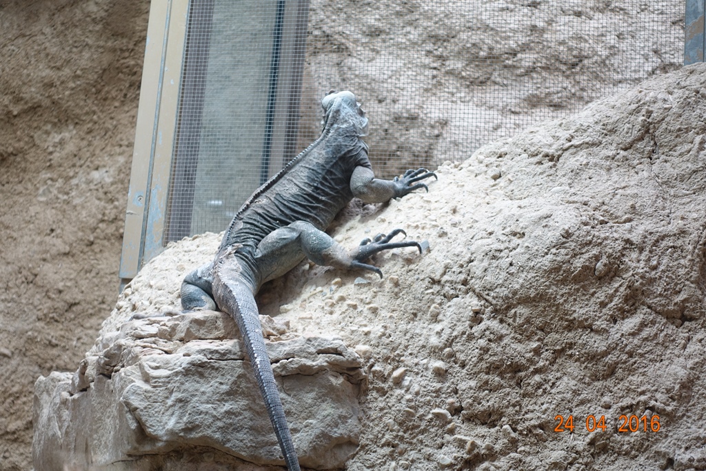 Berlin Zoo Aquarium 24.4.16