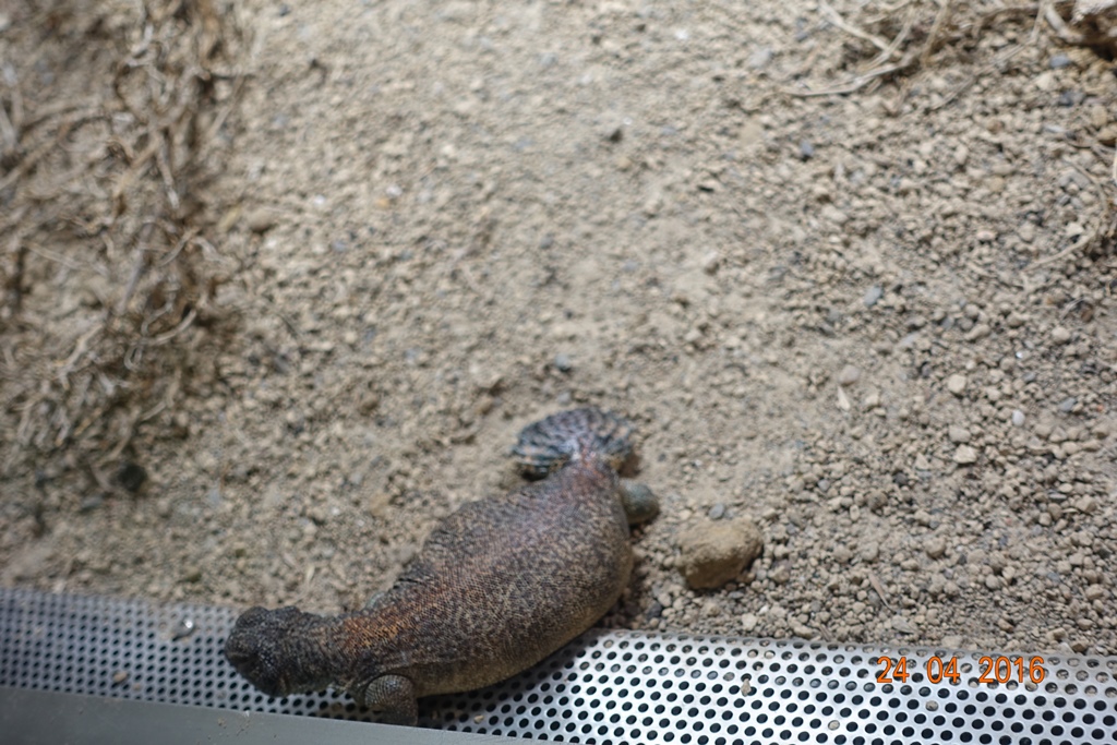 Berlin Zoo Aquarium 24.4.16