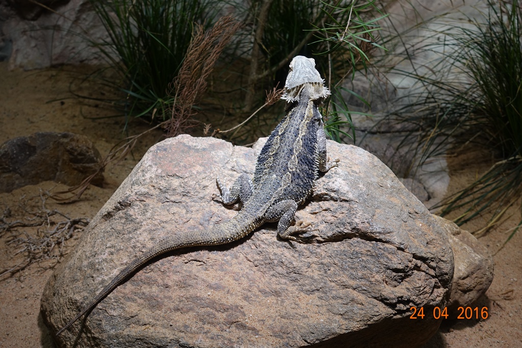 Berlin Zoo Aquarium 24.4.16