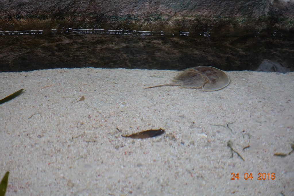 Berlin Zoo Aquarium 24.4.16