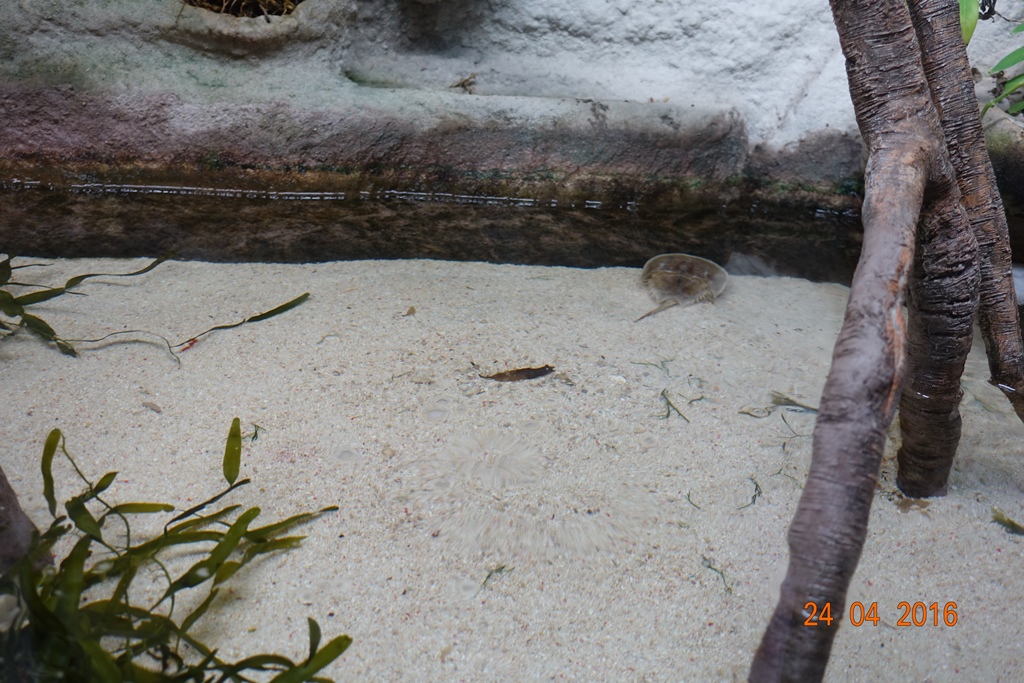 Berlin Zoo Aquarium 24.4.16