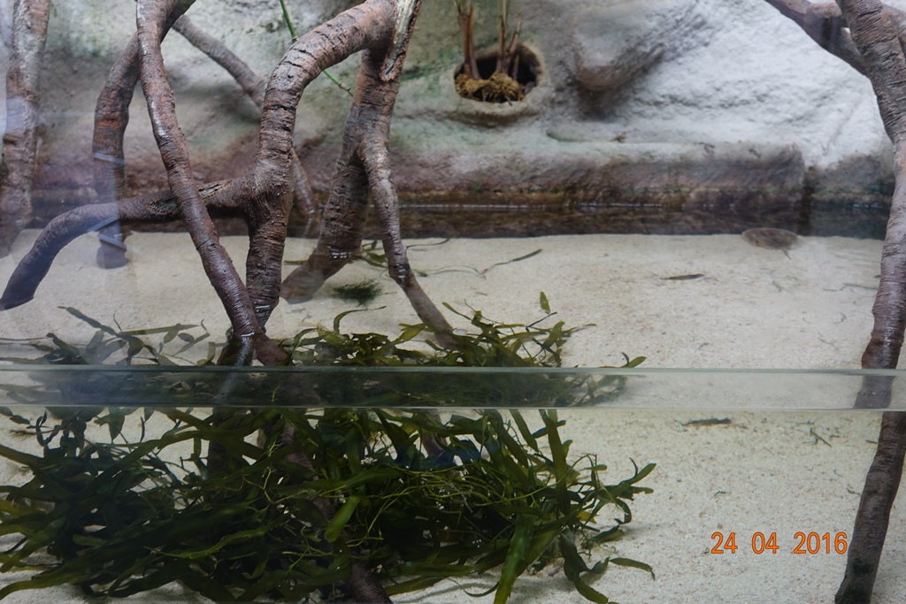 Berlin Zoo Aquarium 24.4.16