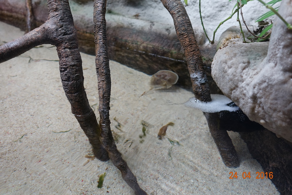 Berlin Zoo Aquarium 24.4.16