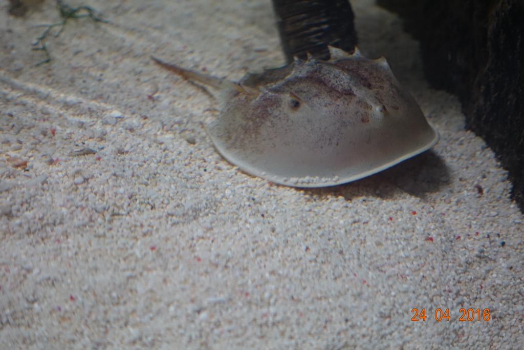 Berlin Zoo Aquarium 24.4.16