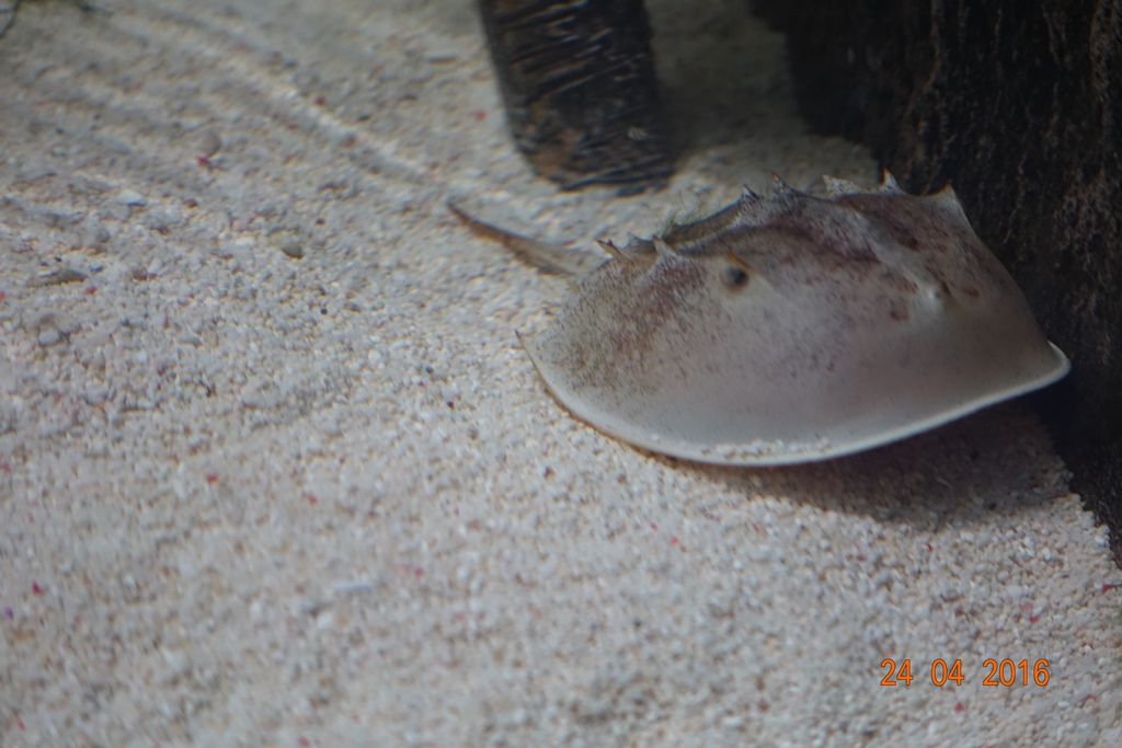 Berlin Zoo Aquarium 24.4.16