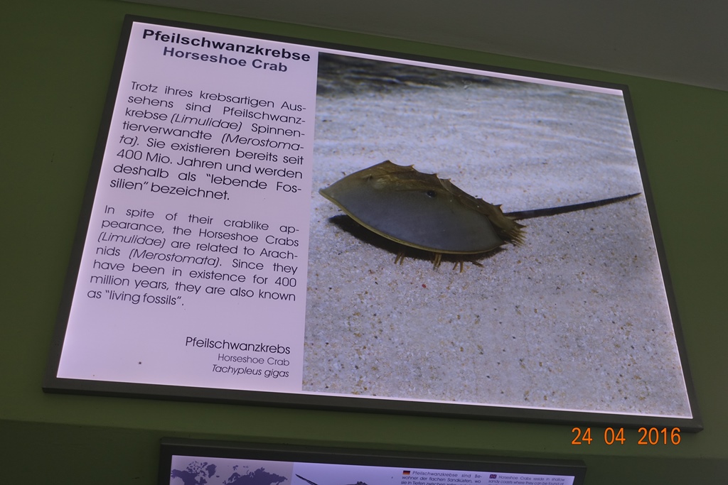 Berlin Zoo Aquarium 24.4.16