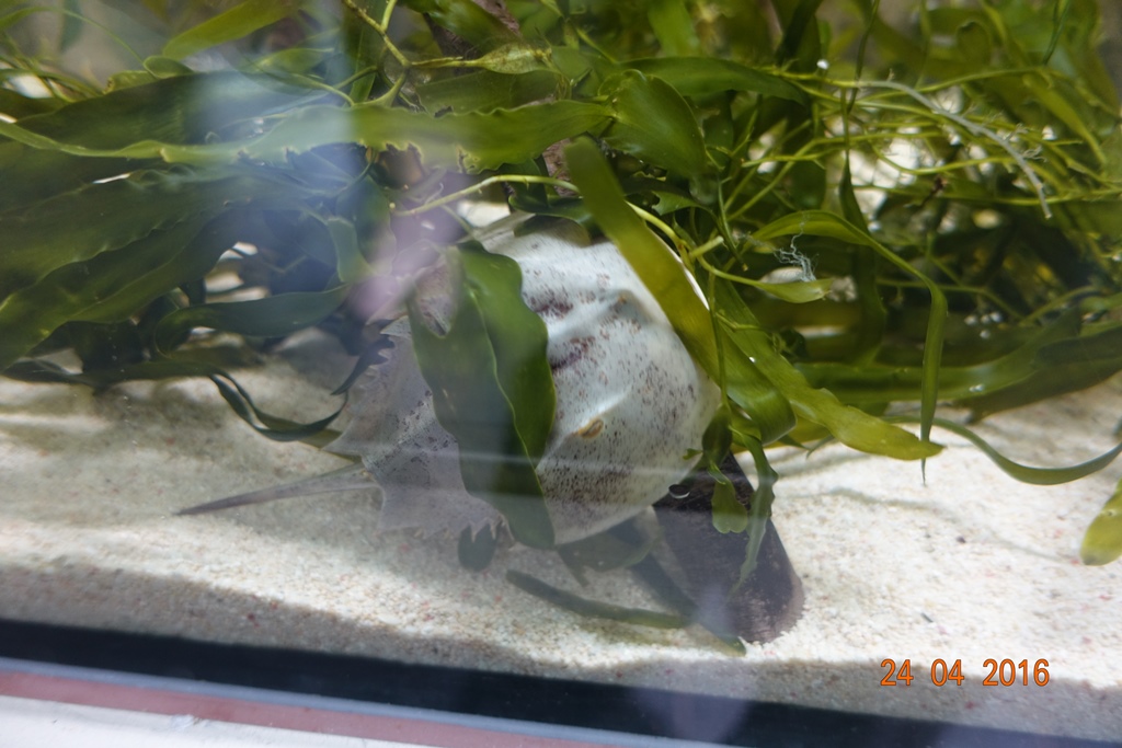 Berlin Zoo Aquarium 24.4.16