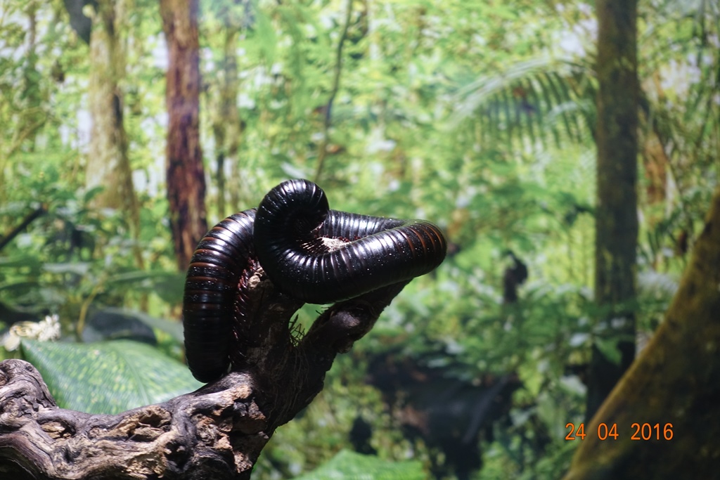 Berlin Zoo Aquarium 24.4.16