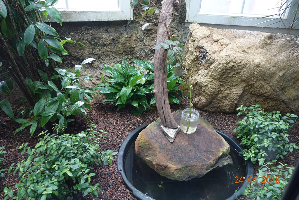 Berlin Zoo Aquarium 24.4.16