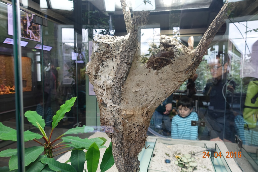 Berlin Zoo Aquarium 24.4.16