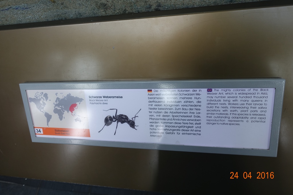 Berlin Zoo Aquarium 24.4.16