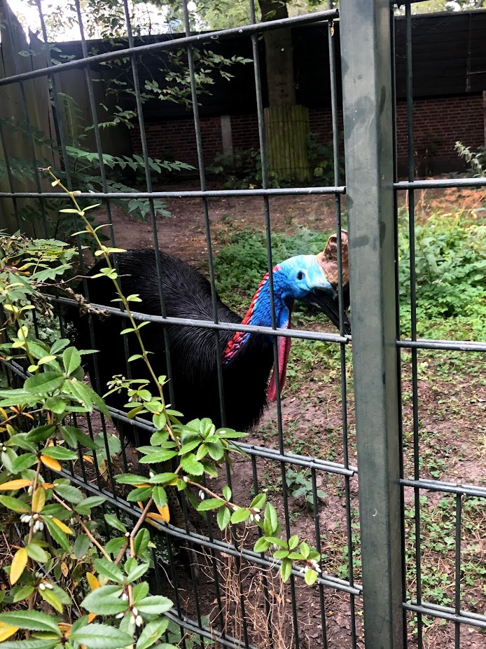 Berlin Zoo- Australian cassowary- 2020
