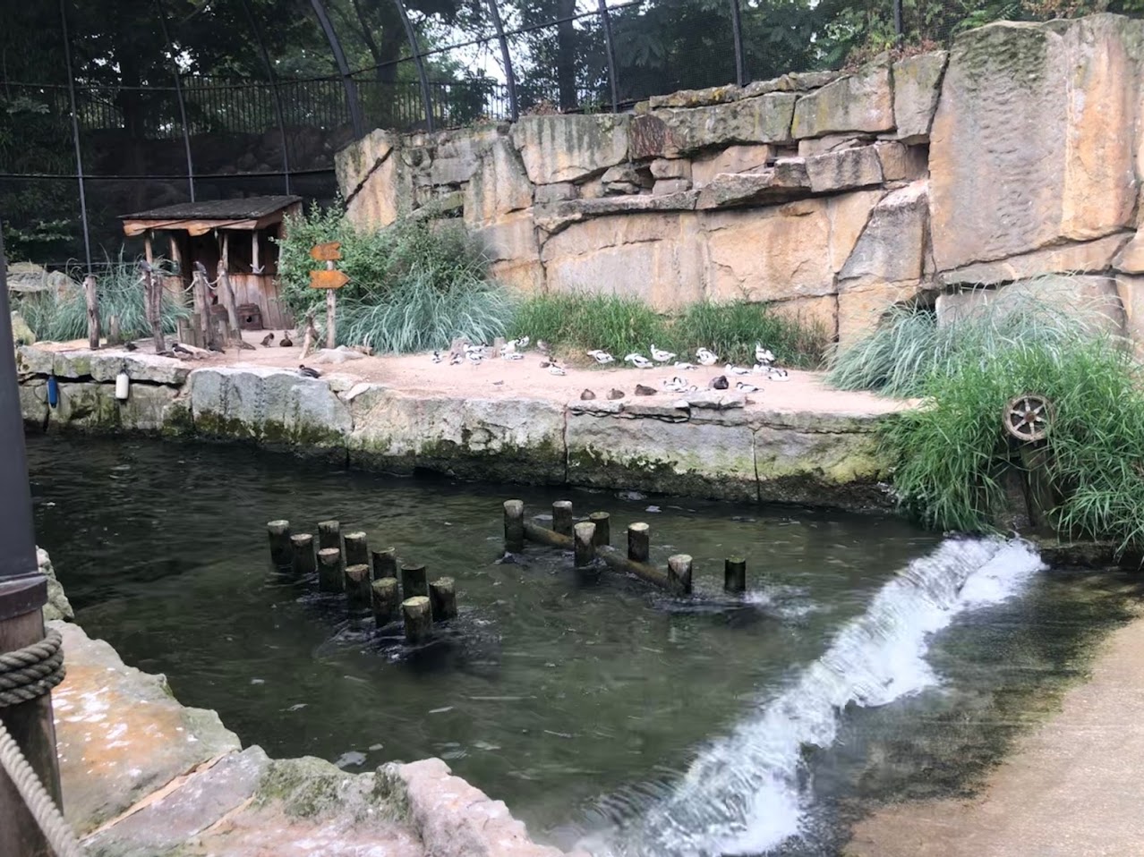 Berlin Zoo- avocet and inca sea tern aviary- 2020