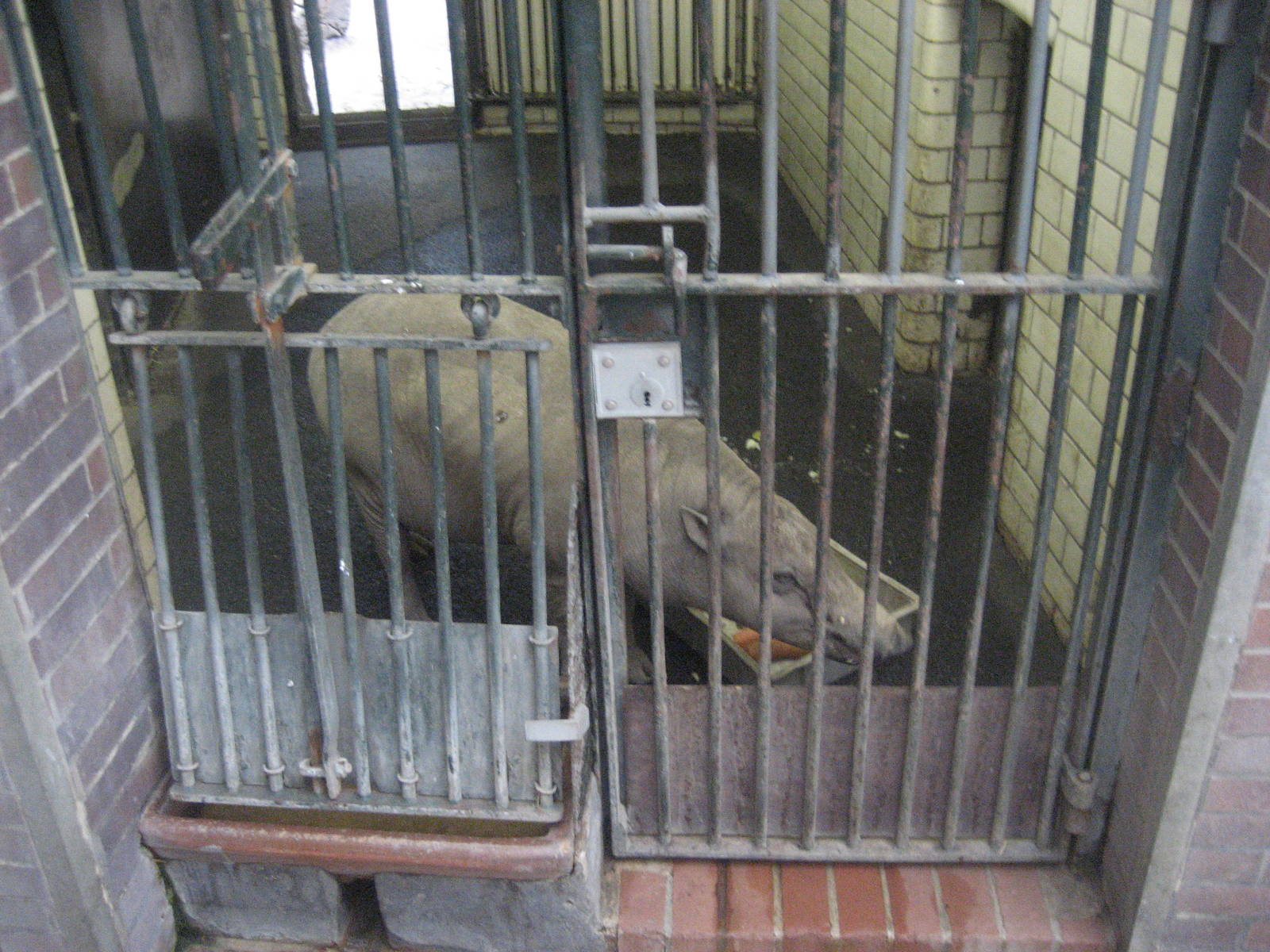 Berlin Zoo - Babirussa