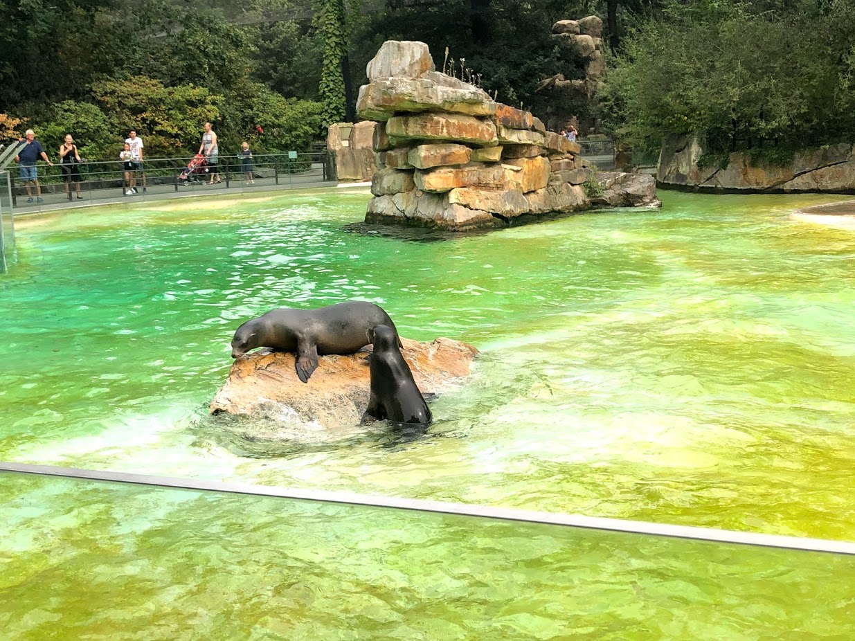 Berlin Zoo- Californian sea lion- 2020