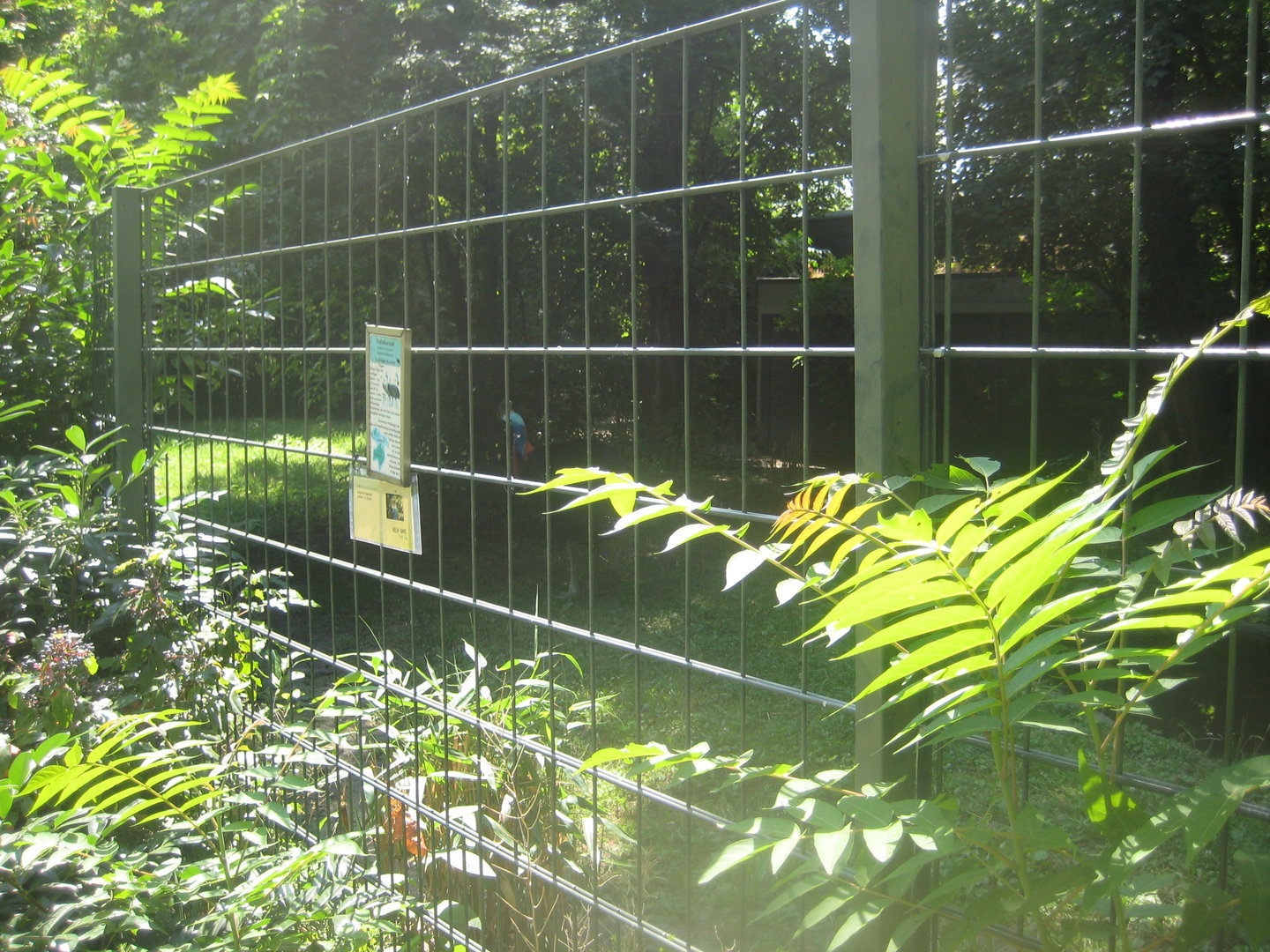 Berlin Zoo - Cassowary exhibit
