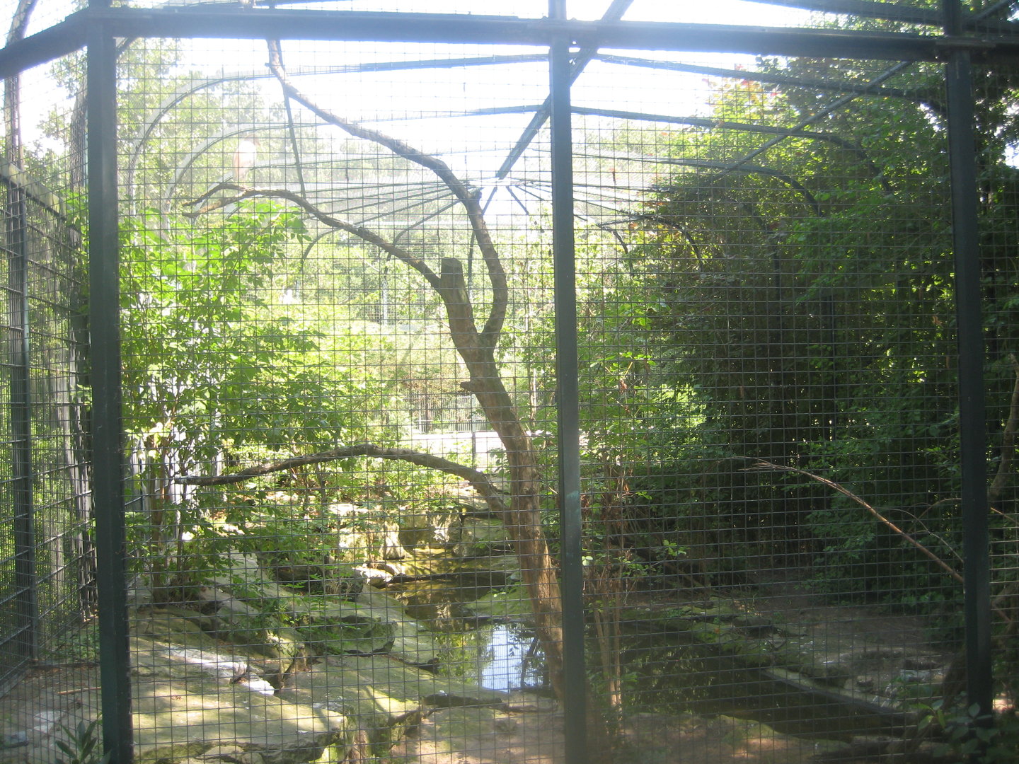 Berlin Zoo - Cattle egret aviary