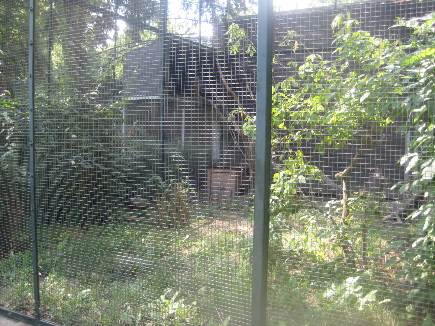 Berlin Zoo - Eagle owl aviary
