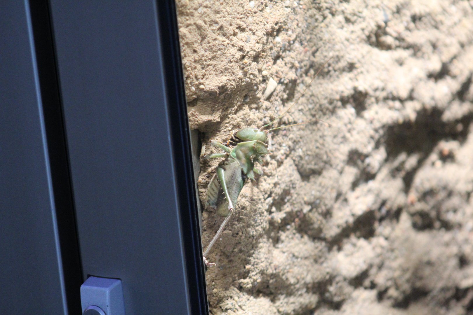 Berlin Zoo- Eumegalodon sp. ID?