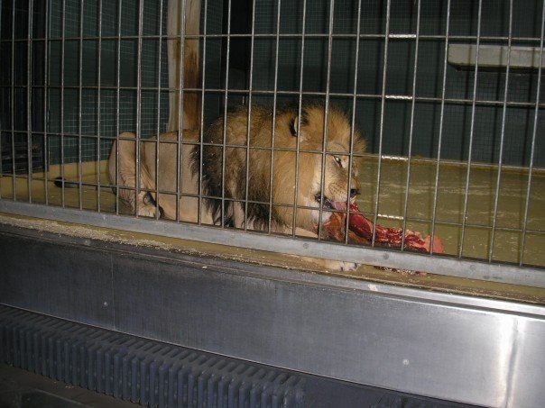 Berlin Zoo, Feb 2007