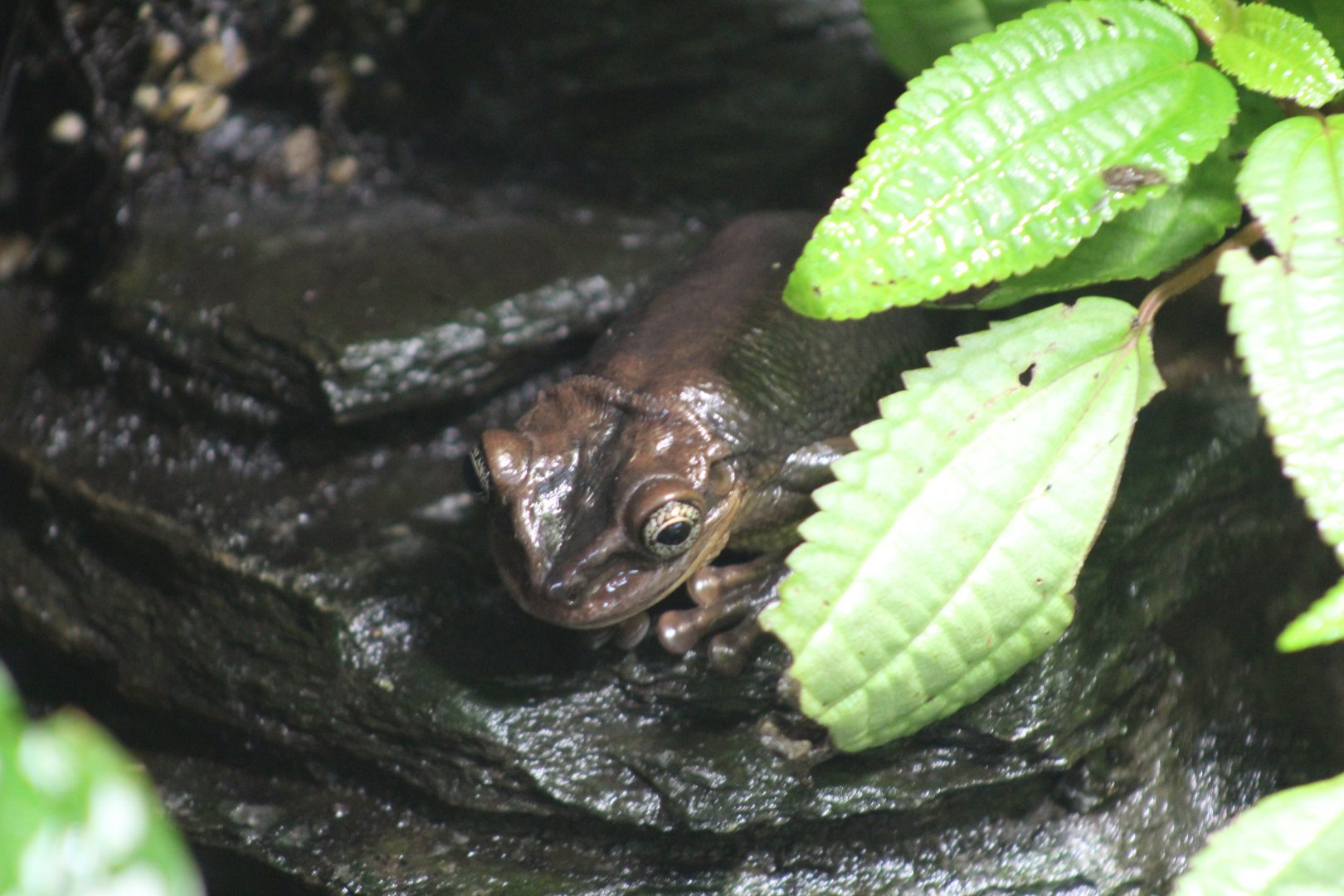 Berlin Zoo- Frog ID?
