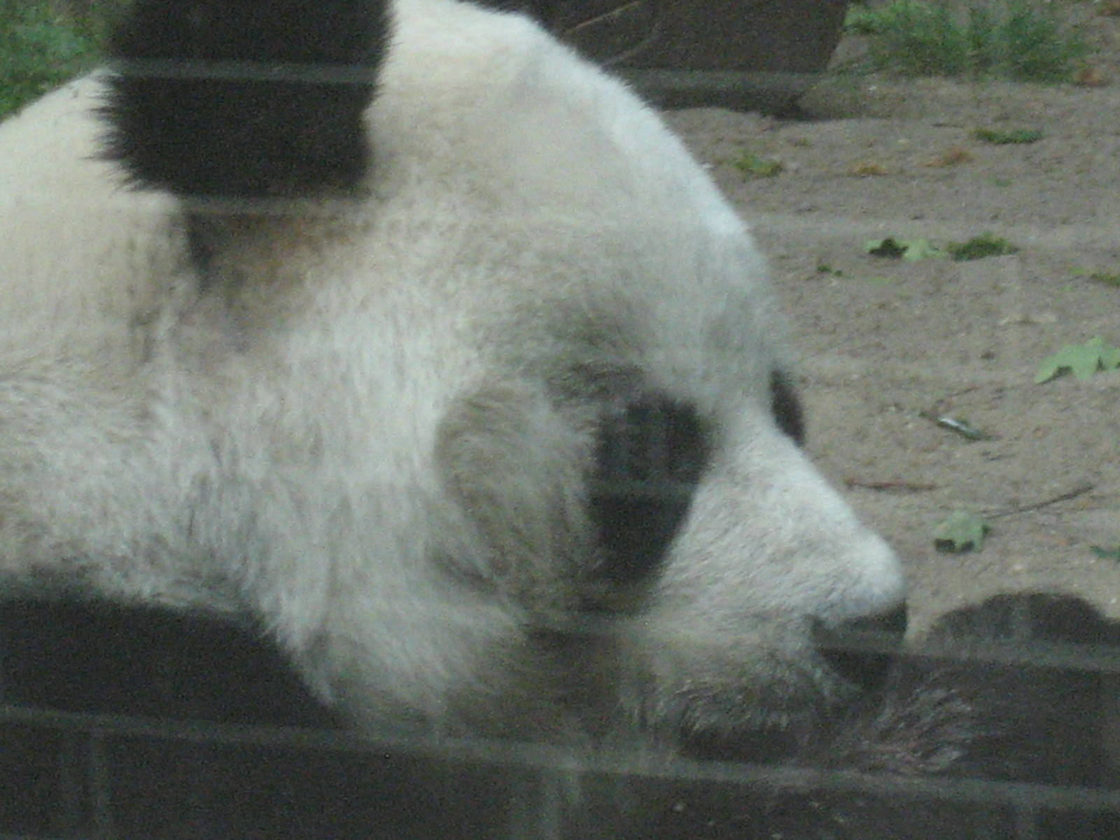 Berlin Zoo - Giant Panda