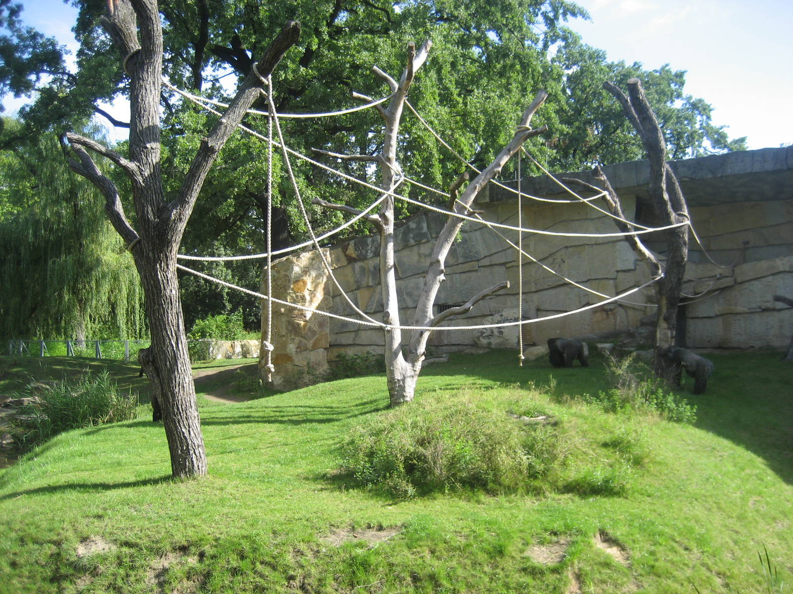 Berlin Zoo - Gorilla exhibit