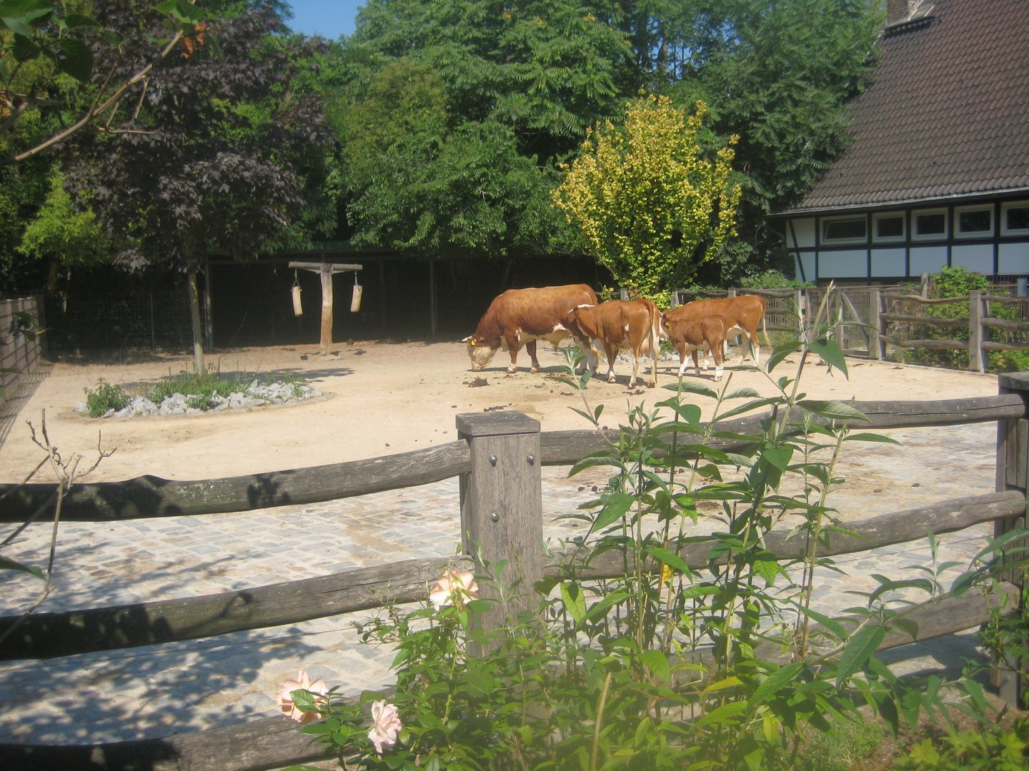 Berlin Zoo - Hans im Glück - Cattle exhibit