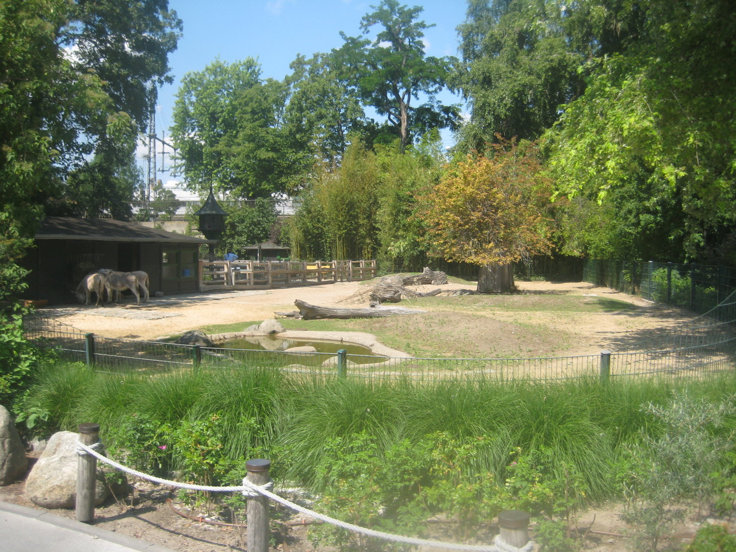 Berlin Zoo - Hans im Glück - Donkey exhibit