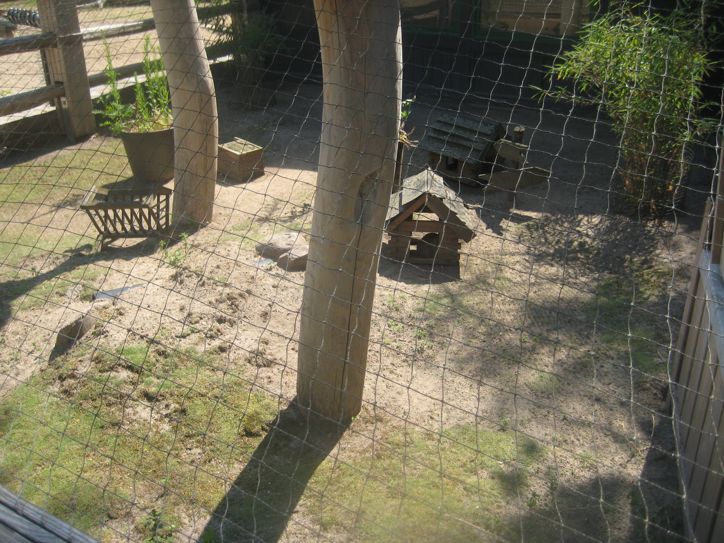 Berlin Zoo - Hans im Glück - Guinea pig exhibit